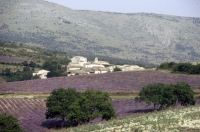 Lavender field